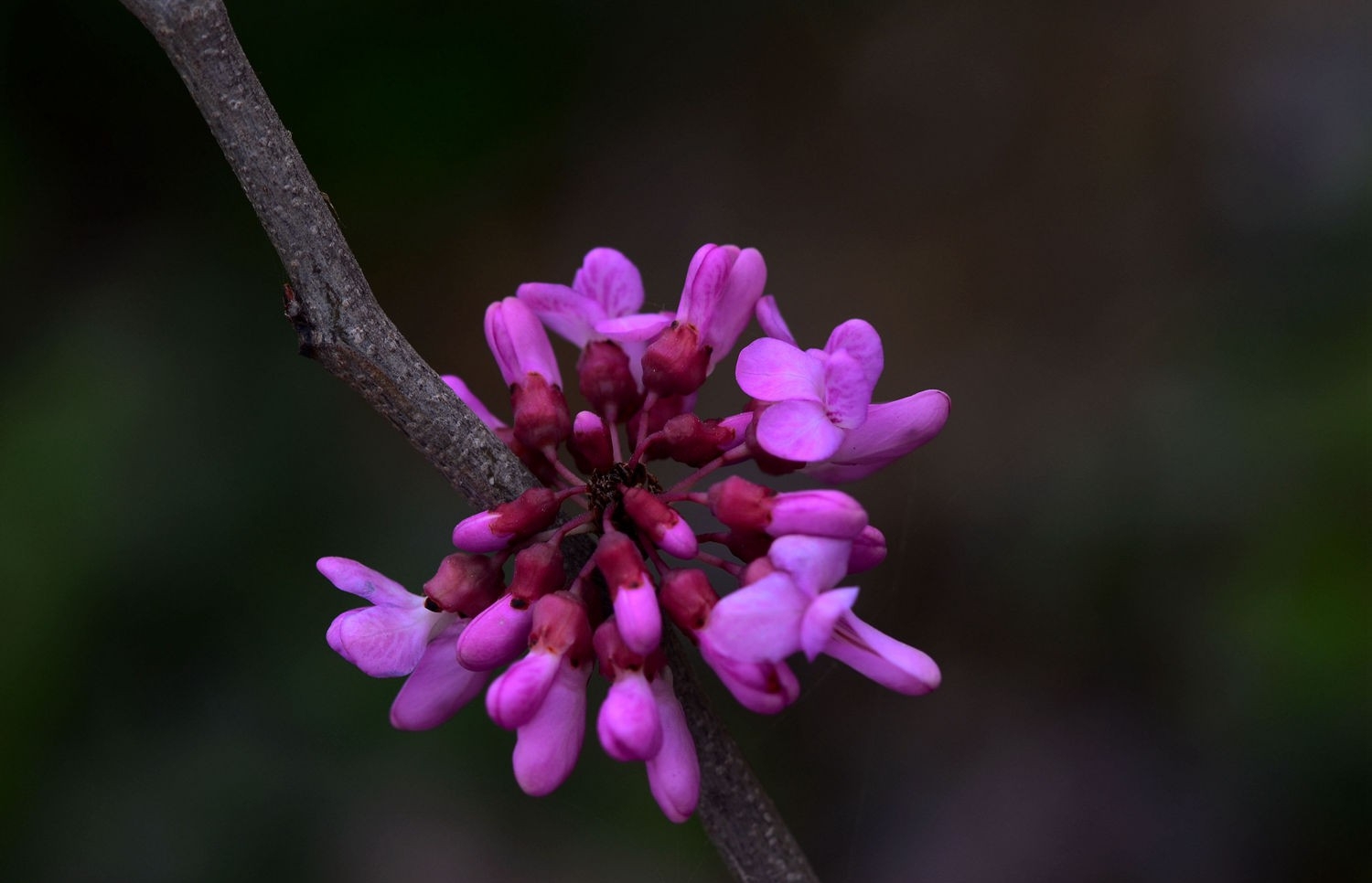 点击大图看下一张：紫色印象紫荆花