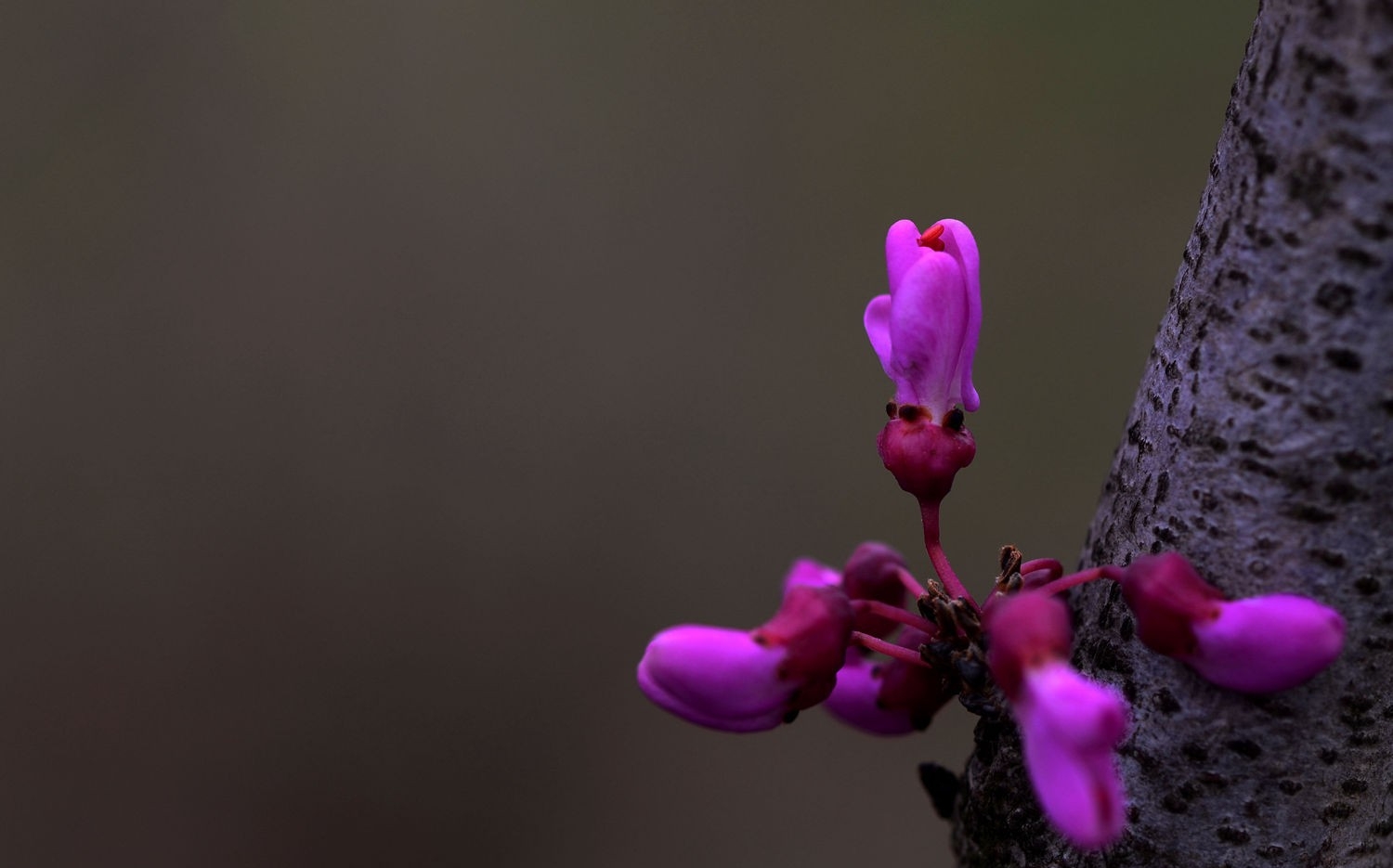点击大图看下一张：紫色印象紫荆花