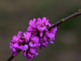 紫色印象紫荆花