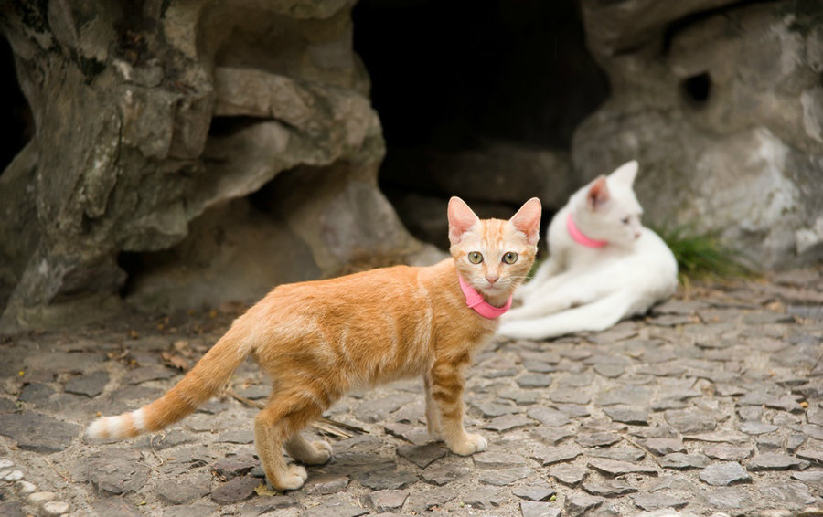 点击大图看下一张：公园里的小猫咪