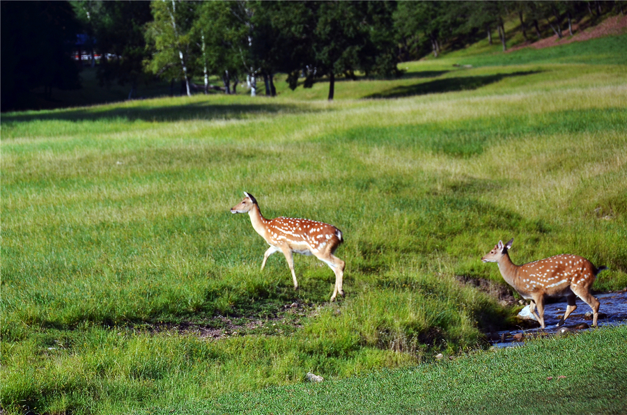 点击大图看下一张：鹤岗金山鹿苑
