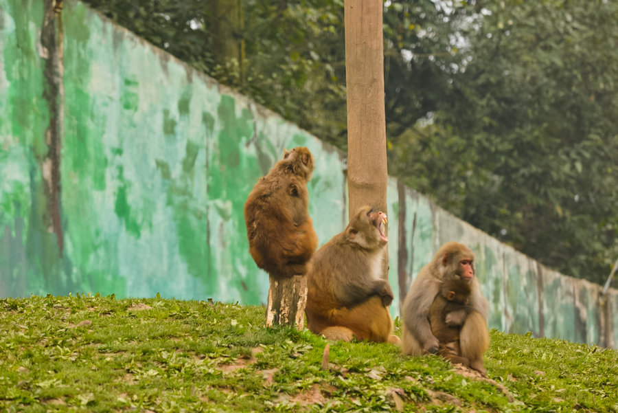 点击大图看下一张：猴子称霸王