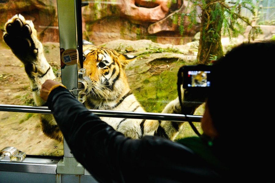 点击大图看下一张：老虎是王