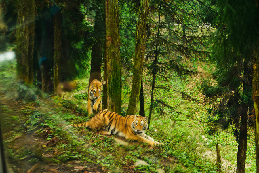 点击大图看下一张：老虎是王