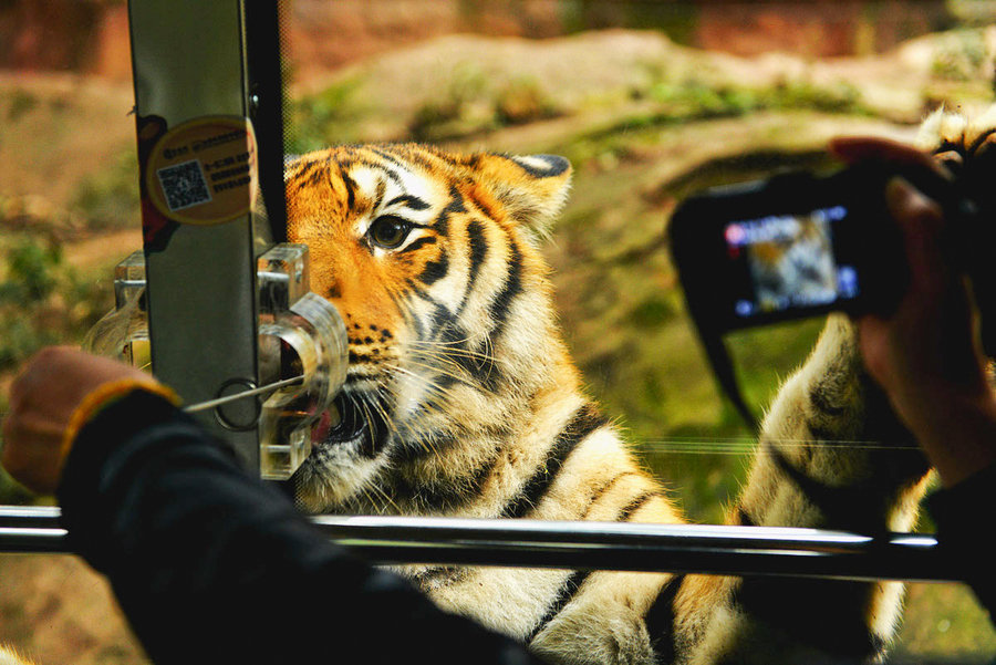 点击大图看下一张：老虎是王