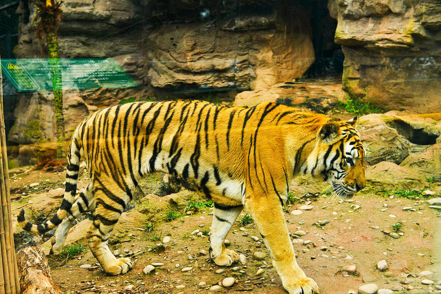 点击大图看下一张：老虎是王