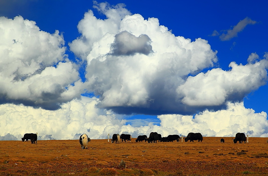 点击大图看下一张：云朵下的牦牛