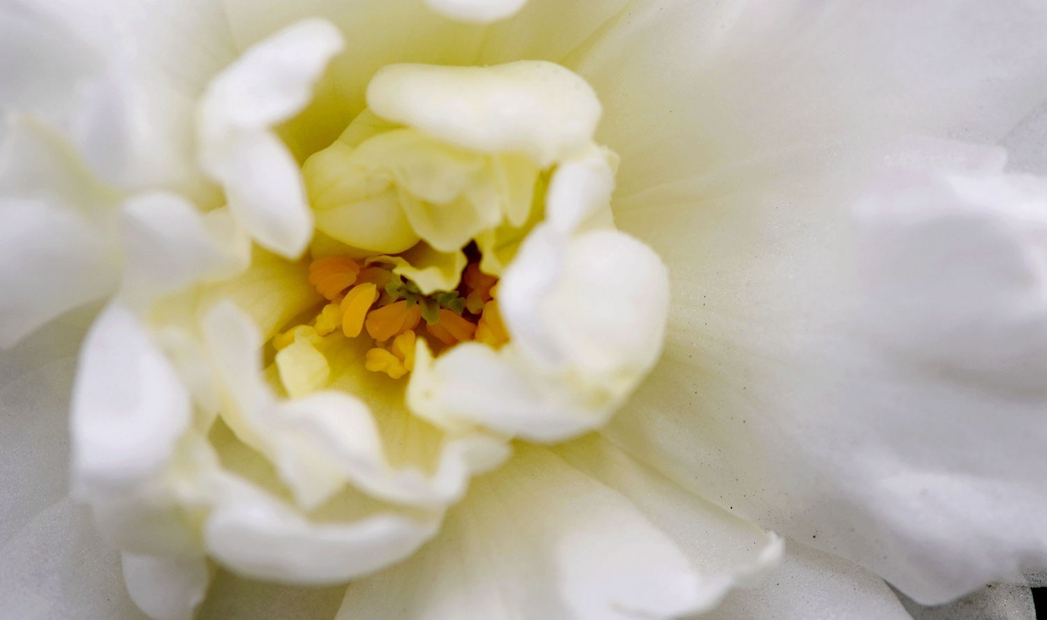 点击大图看下一张：淡雅清纯白茶花