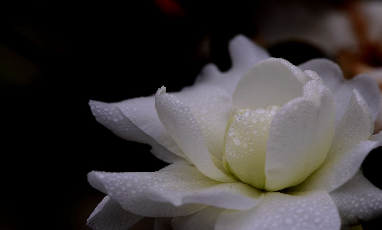 点击大图看下一张：淡雅清纯白茶花