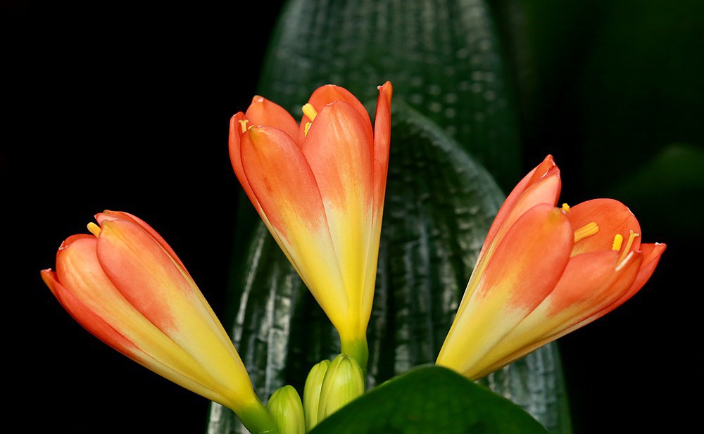 点击大图看下一张：君子兰花展