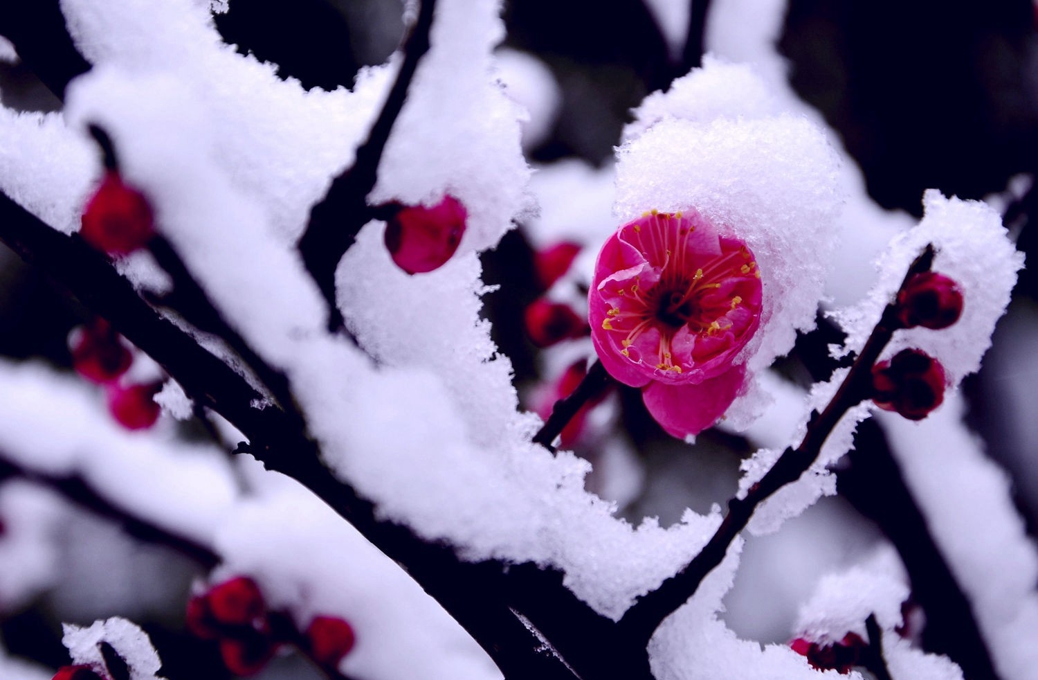 点击大图看下一张：梅花欢喜漫天雪