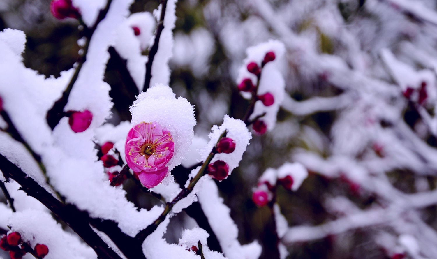 点击大图看下一张：梅花欢喜漫天雪