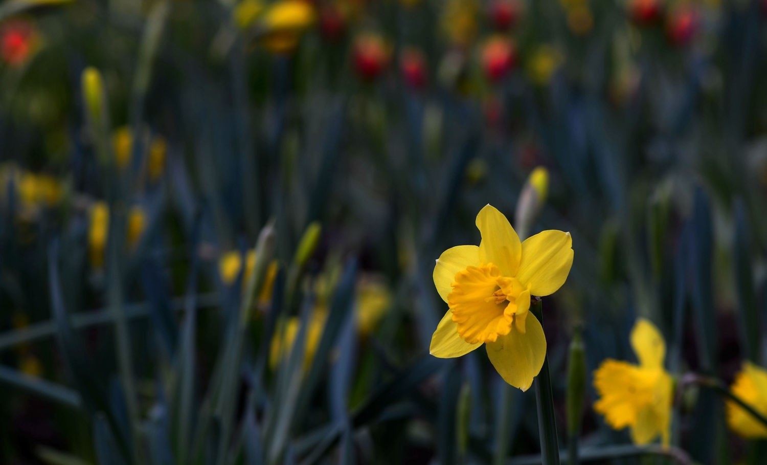 点击大图看下一张：妩媚清雅水仙花