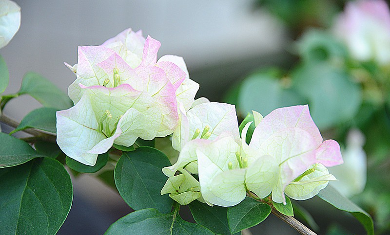 点击大图看下一张：樱花三角梅