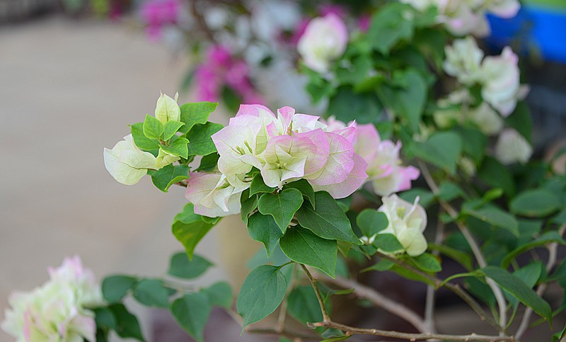 点击大图看下一张：樱花三角梅