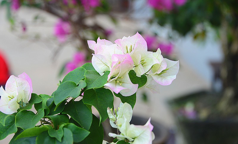 点击大图看下一张：樱花三角梅