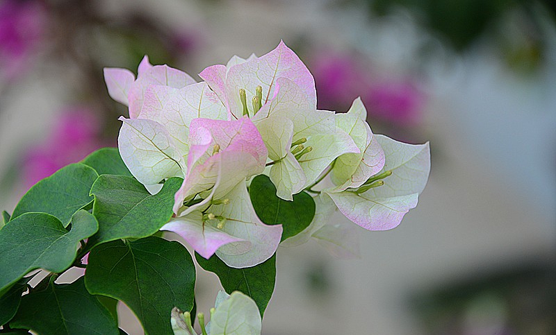 点击大图看下一张：樱花三角梅