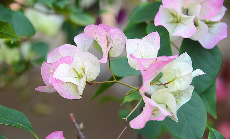 点击大图看下一张：樱花三角梅