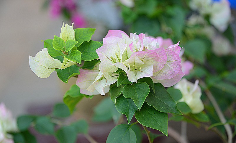 点击大图看下一张：樱花三角梅