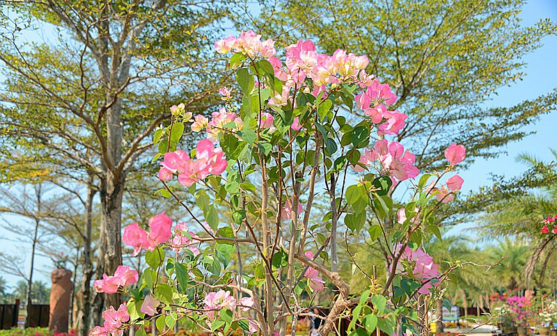 点击大图看下一张：樱花三角梅
