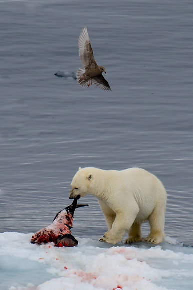 点击大图看下一张：北极熊吃食
