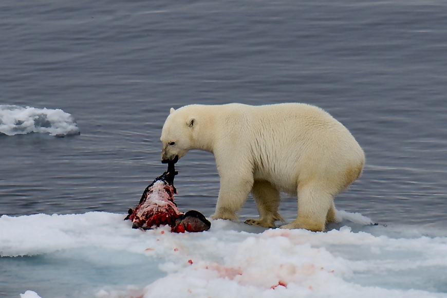点击大图看下一张：北极熊吃食