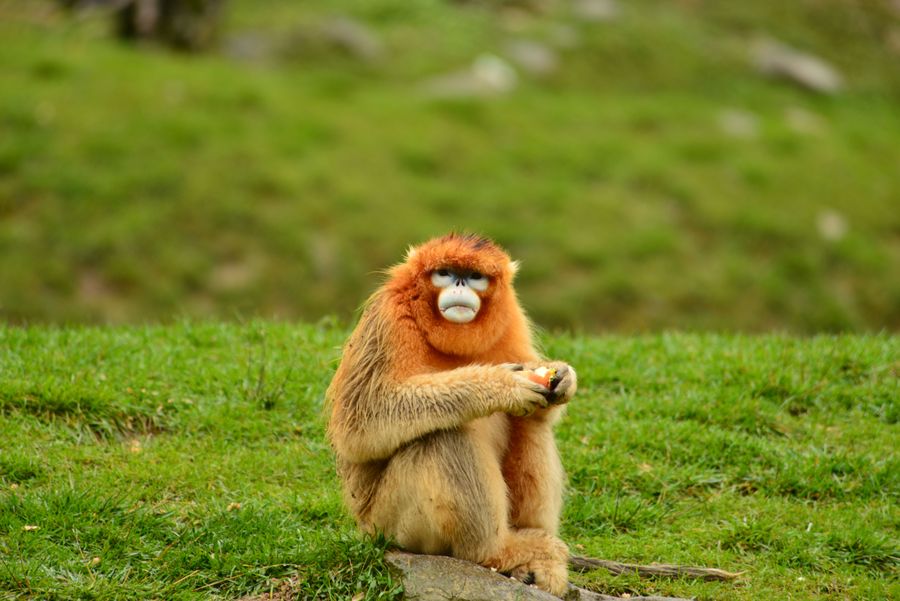点击大图看下一张：美丽的精灵金丝猴