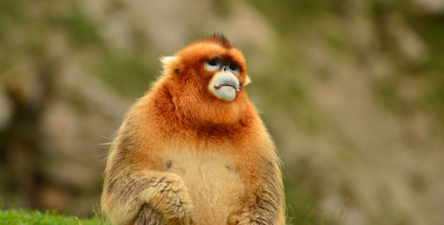 点击大图看下一张：美丽的精灵金丝猴