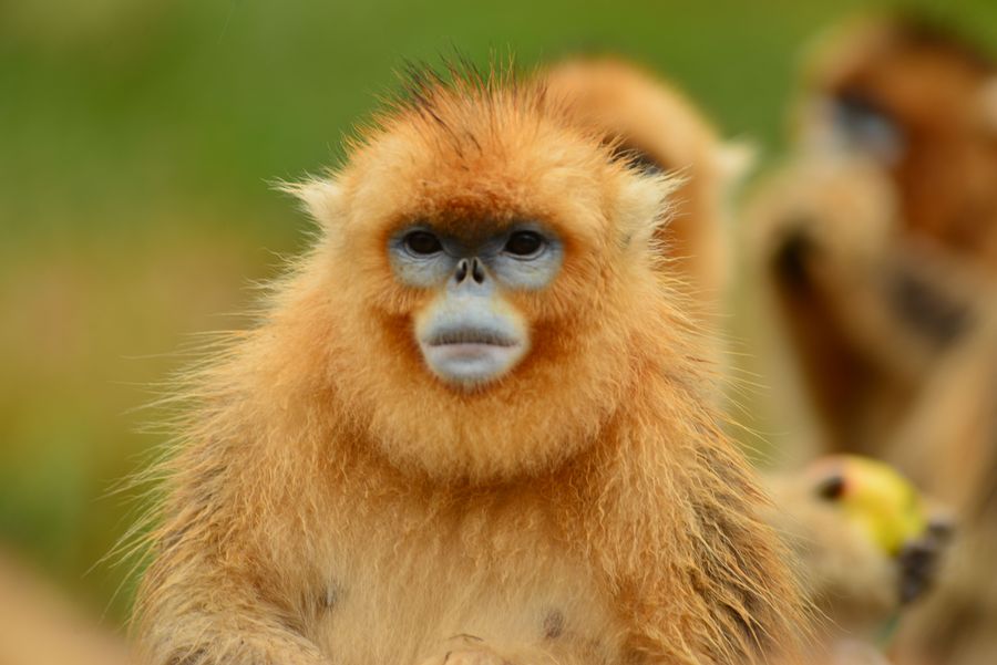 点击大图看下一张：美丽的精灵金丝猴