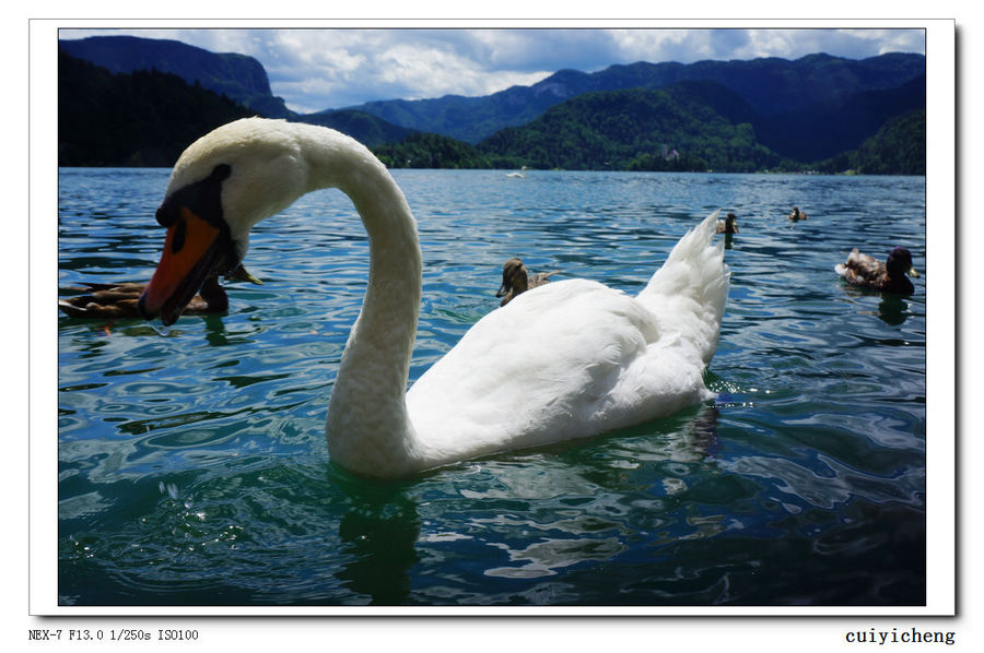 点击大图看下一张：斯洛文尼亚白天鹅