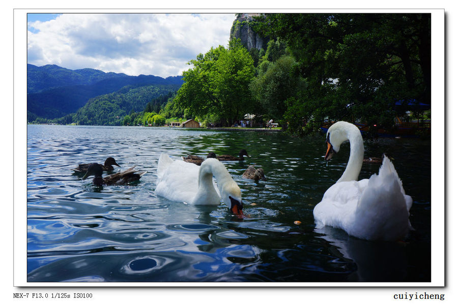 点击大图看下一张：斯洛文尼亚白天鹅