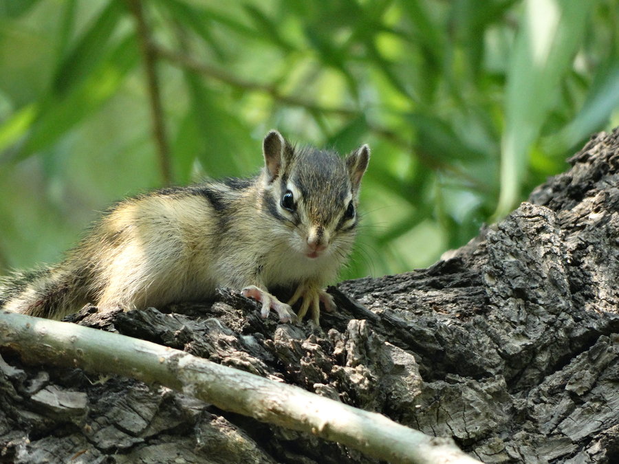点击大图看下一张：松鼠乖乖