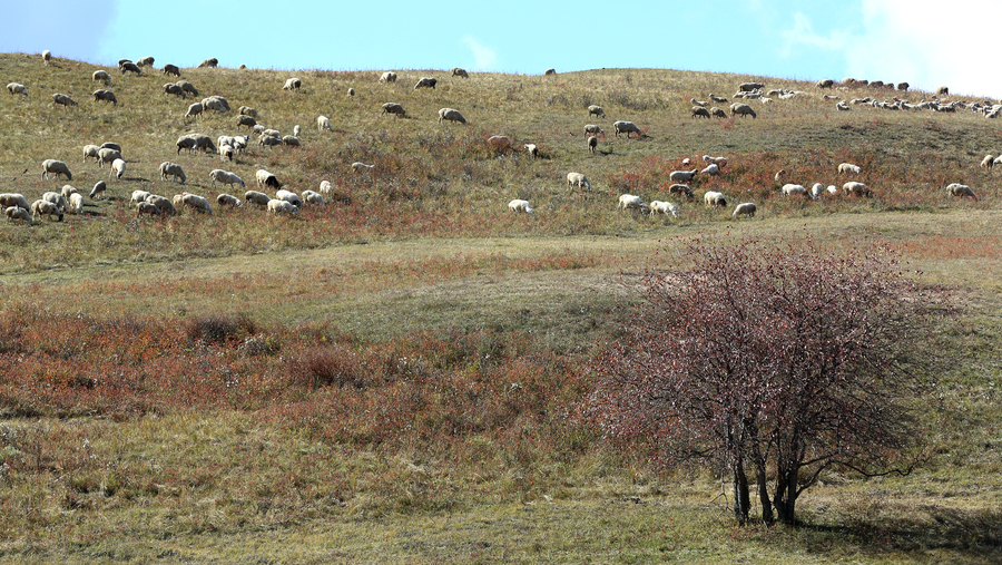 点击大图看下一张：乌兰布统草原牧羊