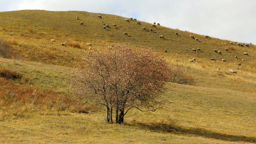 点击大图看下一张：乌兰布统草原牧羊
