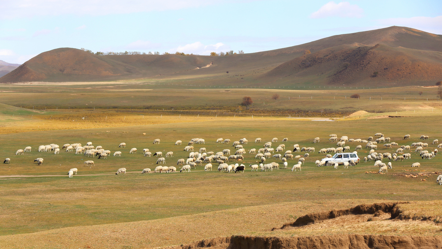 点击大图看下一张：乌兰布统草原牧羊