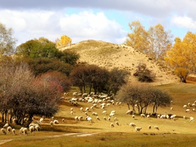 乌兰布统草原牧羊