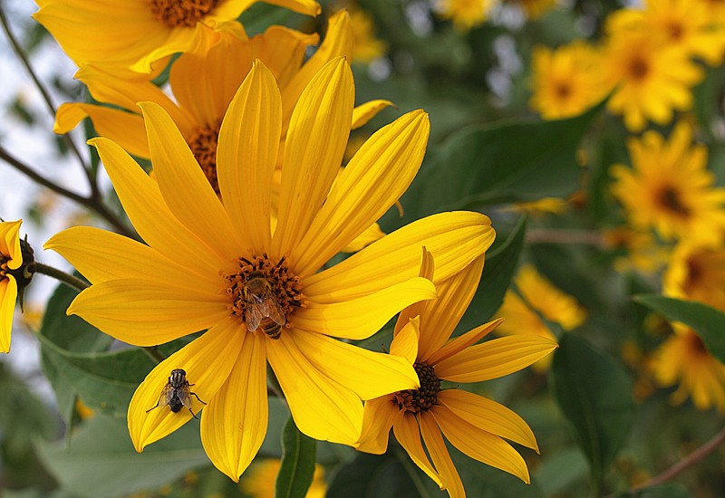 点击大图看下一张：鬼子姜图片