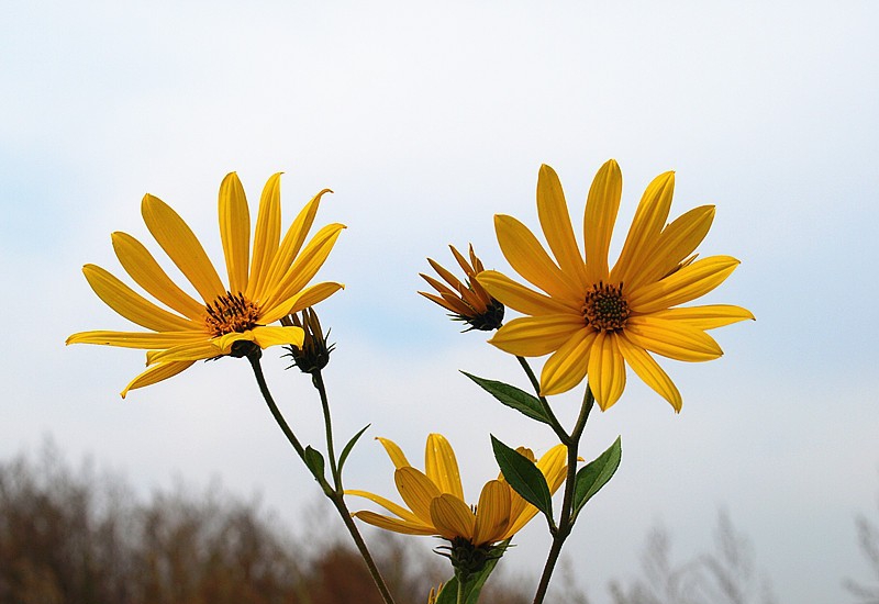 点击大图看下一张：鬼子姜图片
