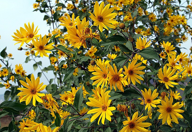 点击大图看下一张：鬼子姜图片