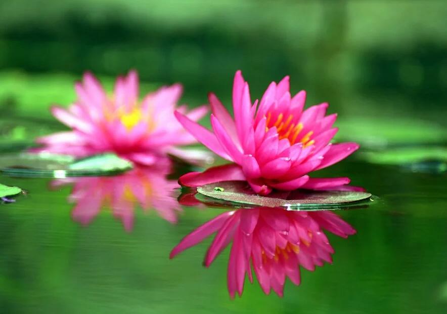 点击大图看下一张:湖里睡美人睡莲图片