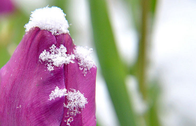 点击大图看下一张：雪后郁金香