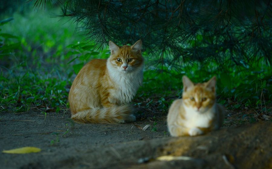 点击大图看下一张：公园里的猫咪