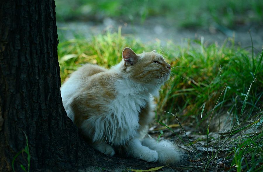 点击大图看下一张：公园里的猫咪