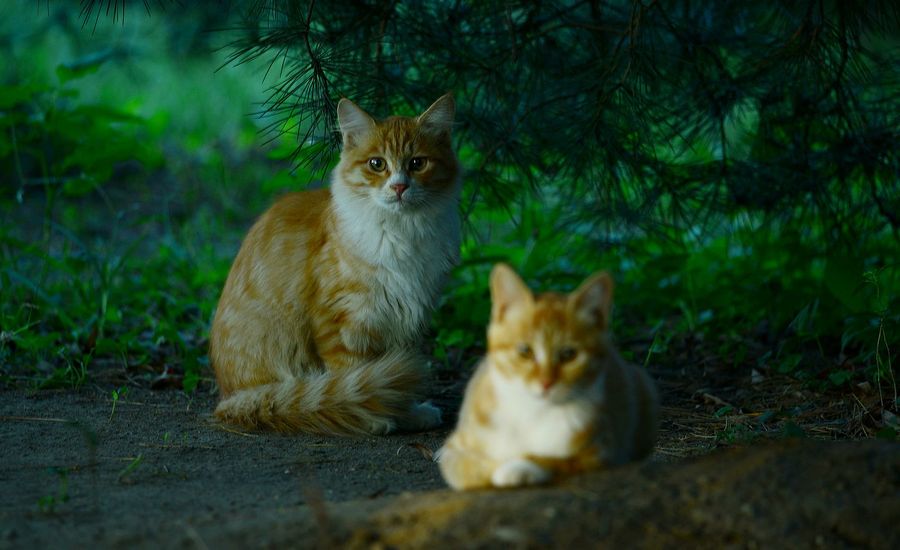 点击大图看下一张：公园里的猫咪