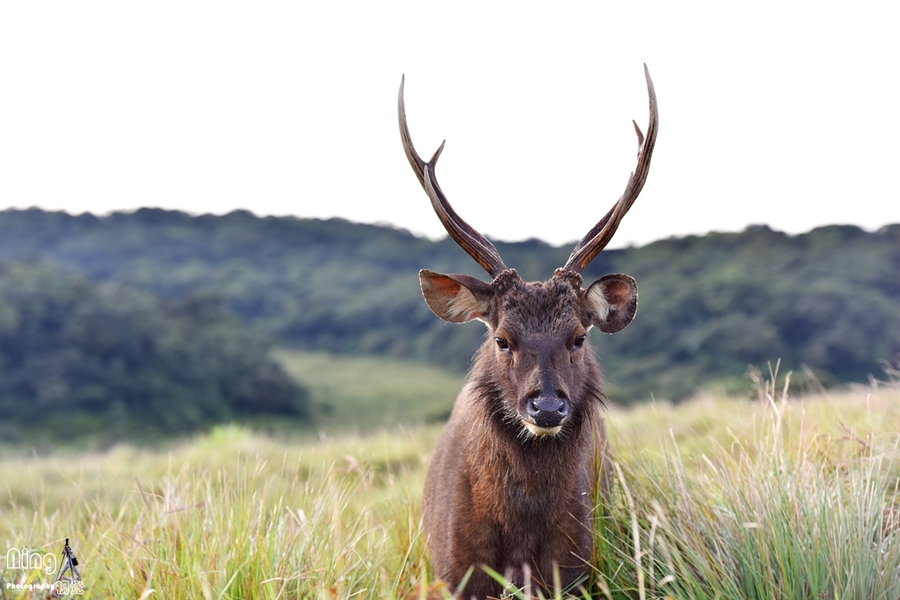 点击大图看下一张：偶遇斯里兰卡野生水鹿