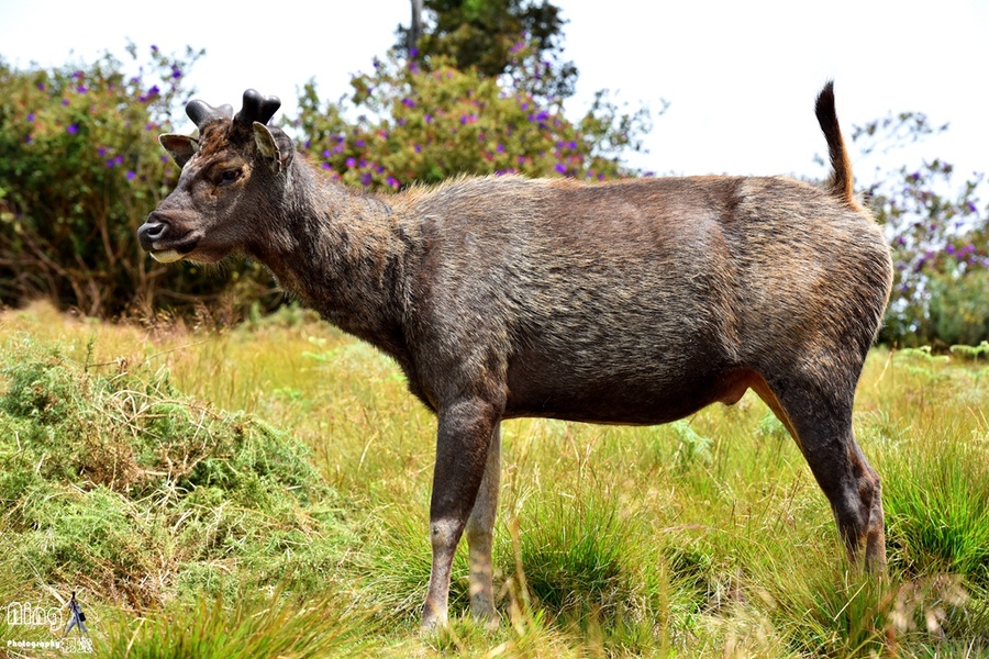 点击大图看下一张：偶遇斯里兰卡野生水鹿