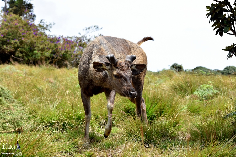 点击大图看下一张：偶遇斯里兰卡野生水鹿