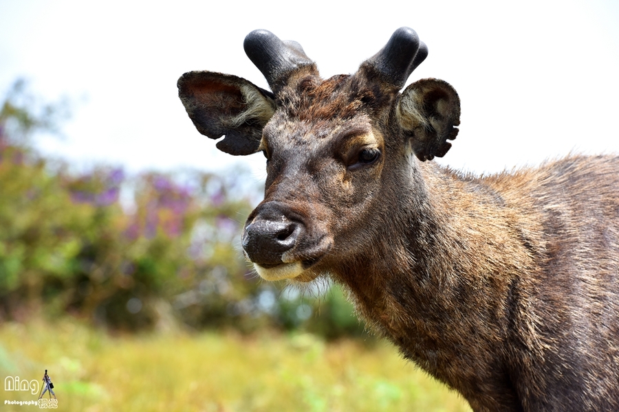 点击大图看下一张：偶遇斯里兰卡野生水鹿