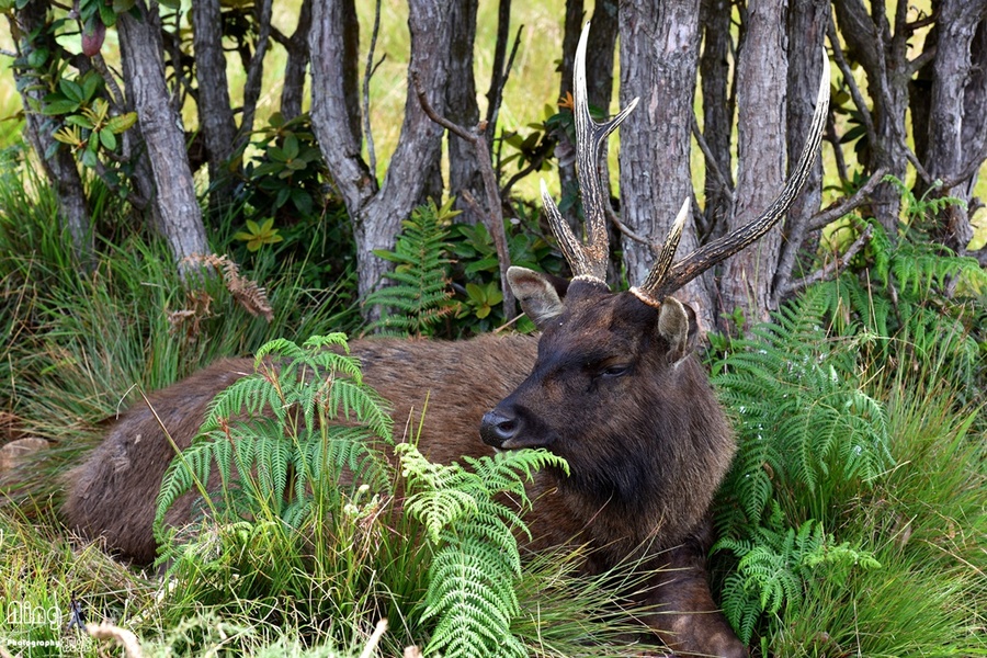 点击大图看下一张：偶遇斯里兰卡野生水鹿