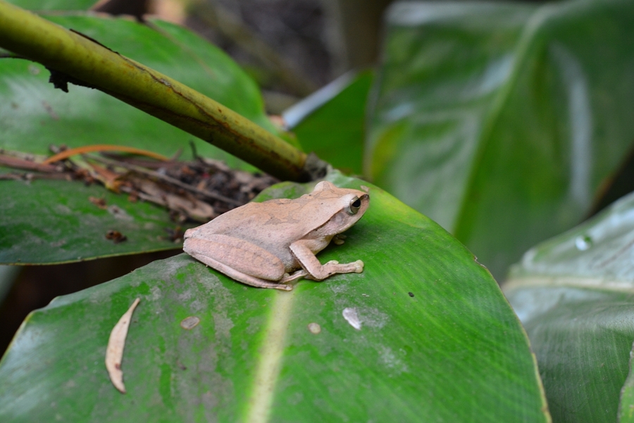 点击大图看下一张：小树蛙的图片